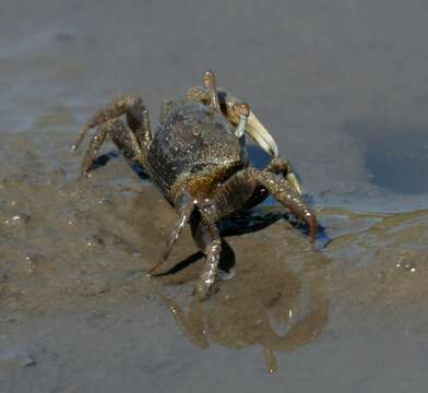 Image of Atlantic sand fiddler