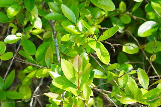 Image of Xylosma panamensis Turcz.