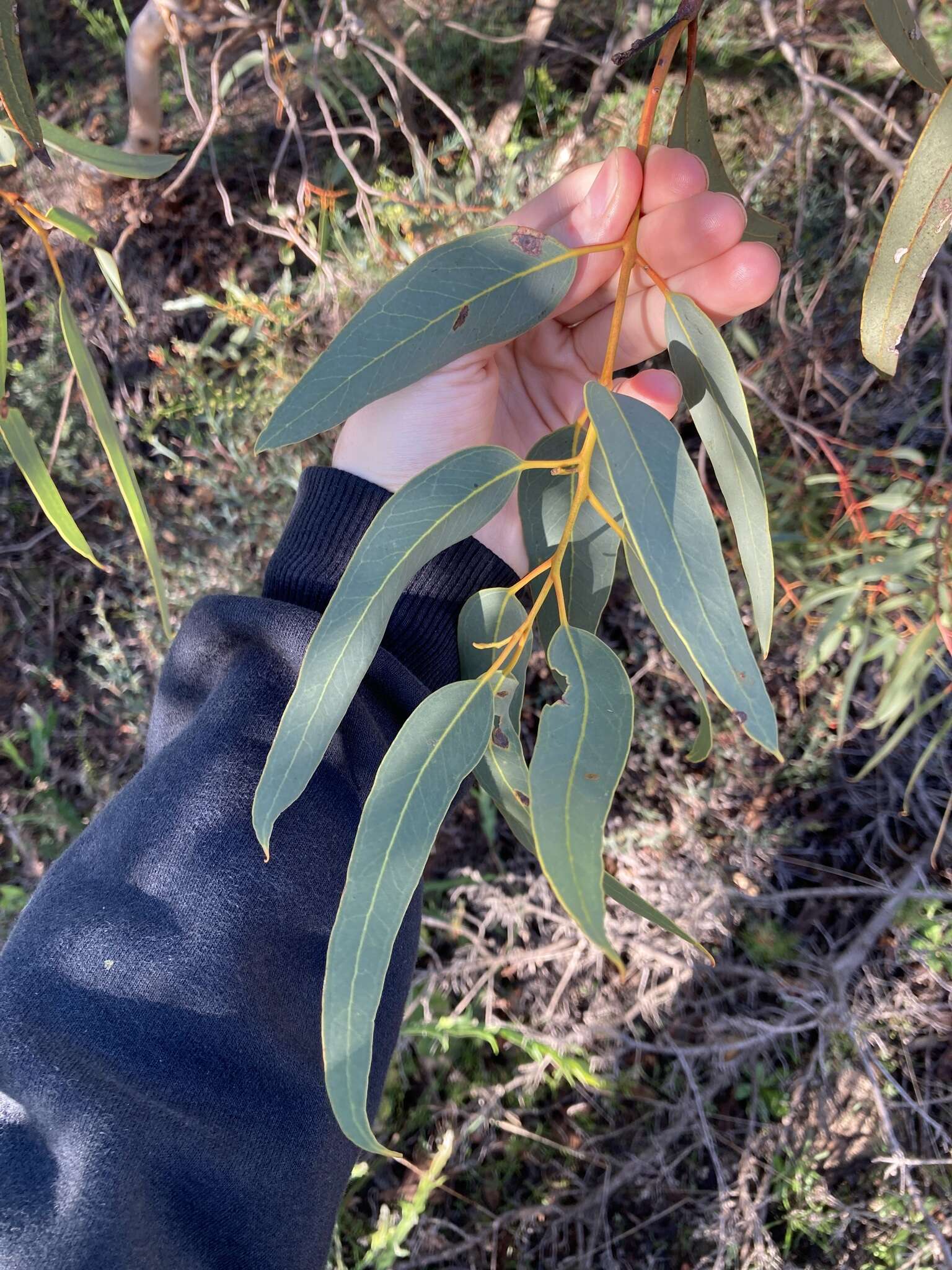 Image of Paper-barked wandoo