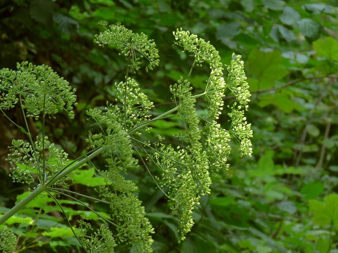 Image of Tommasinia verticillaris (Mill.) Bertol.