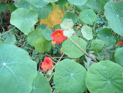 Image of Garden Nasturtium