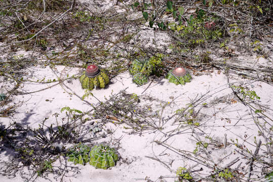 Melocactus paucispinus G. Heimen & R. J. Paul resmi