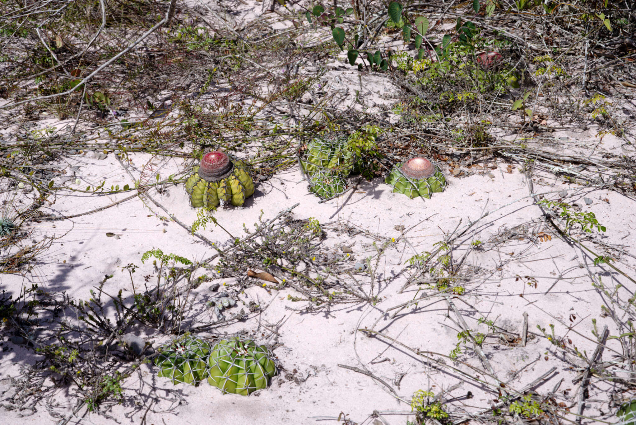 Image of Few-spined Turk's-cap Cactus