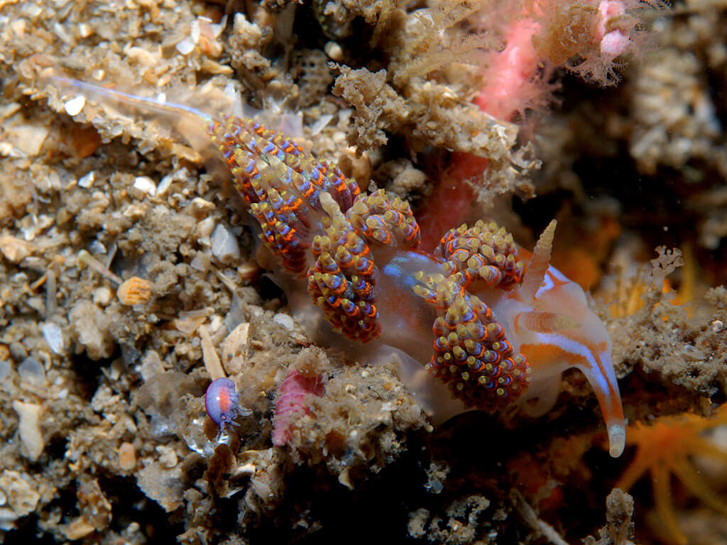 Image of four-colour nudibranch