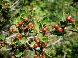 Image of Italian buckthorn