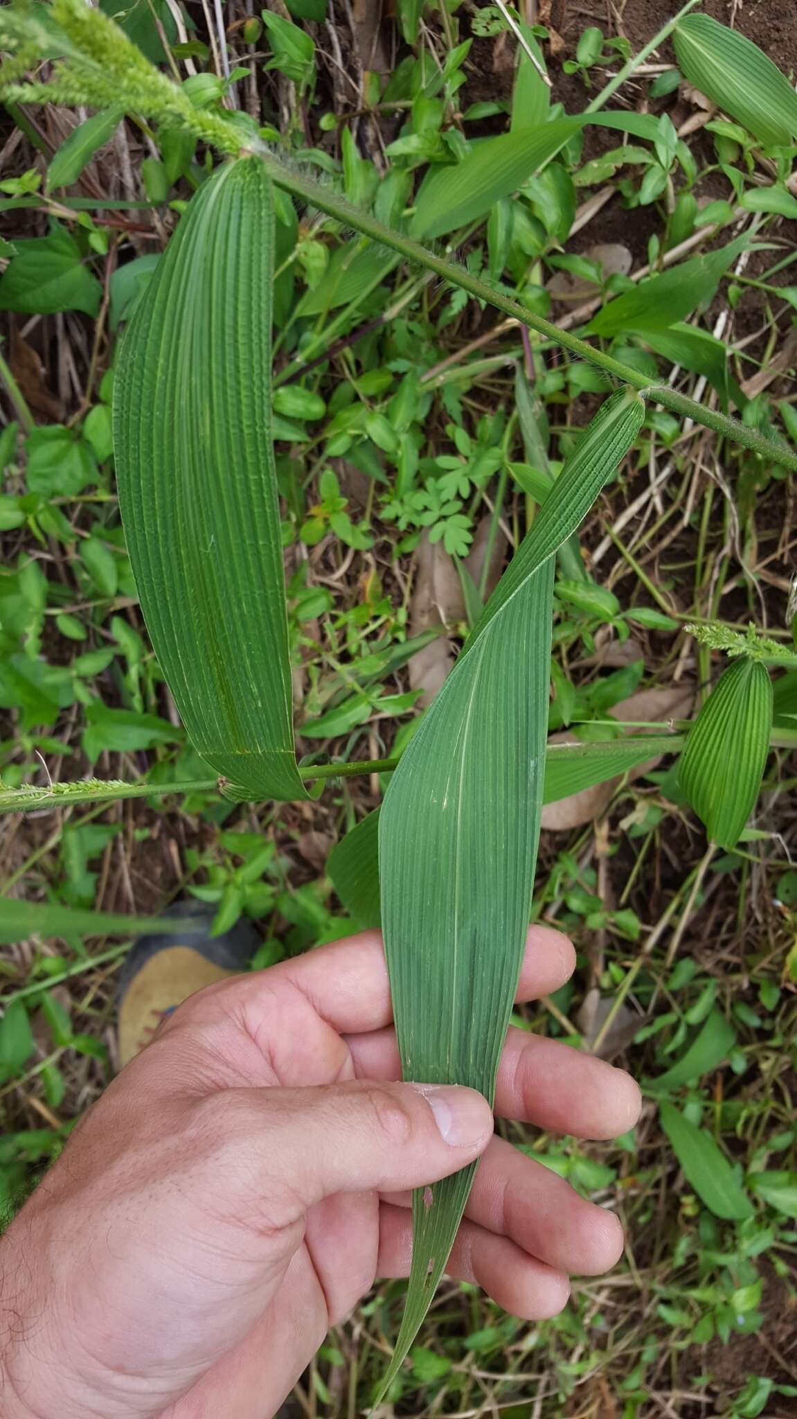 Image of East Indian bristlegrass