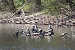 Image of Dwarf cormorants