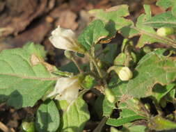 Plancia ëd Solanum nigrum L.