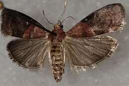 Image of <i>Acrobasis caryalbella</i> Ely 1913