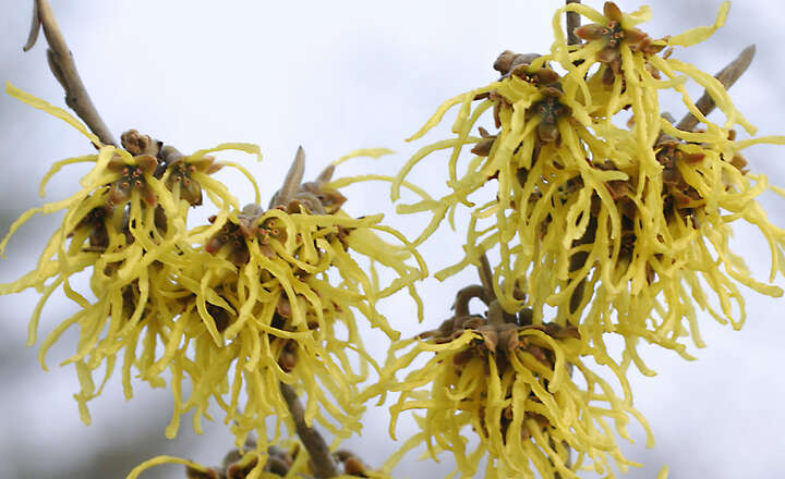 Imagem de Hamamelis vernalis Sarg.