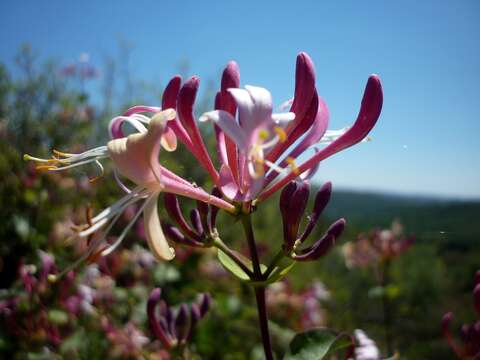 Image of Etruscan honeysuckle