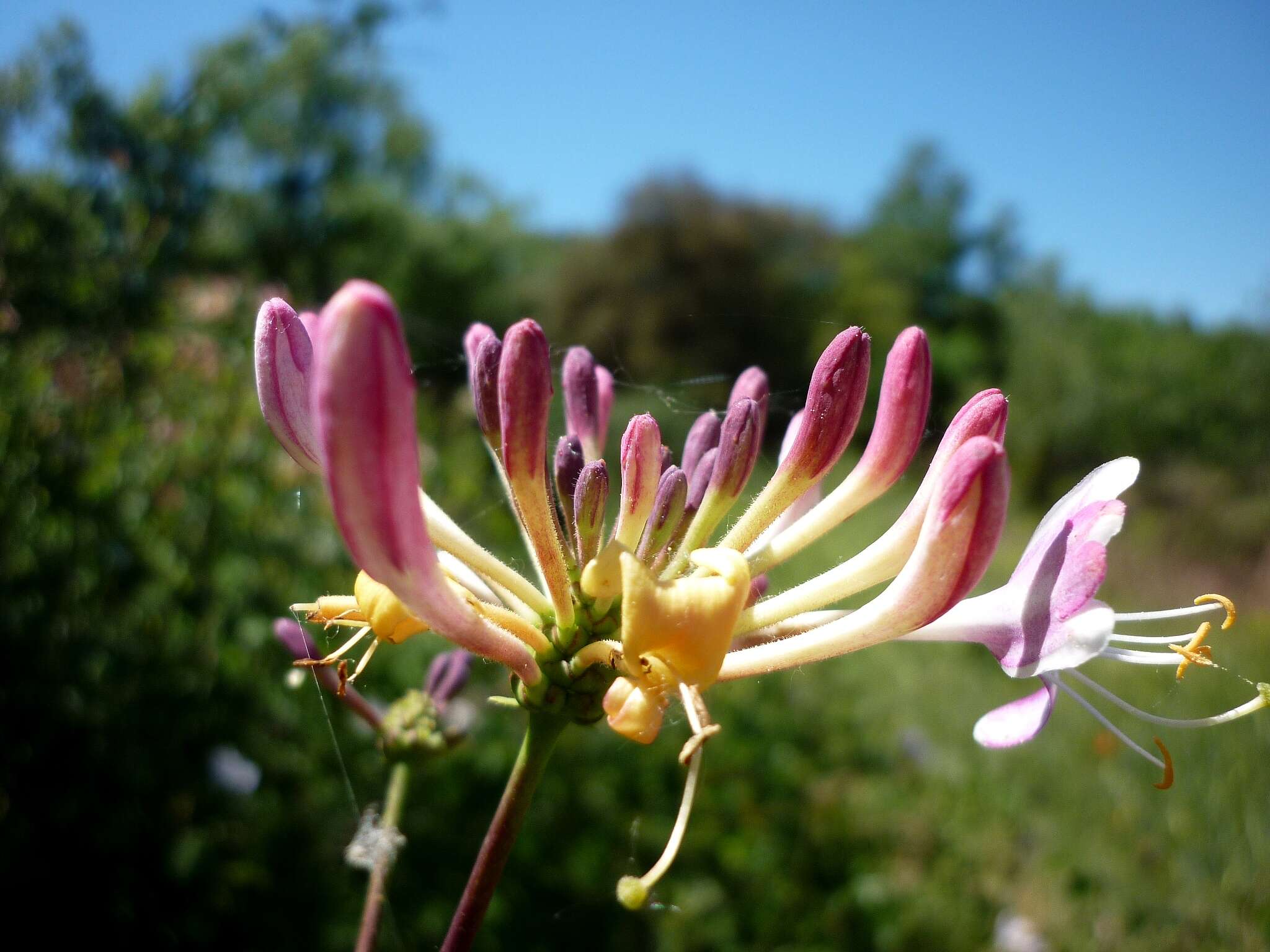 Image of Etruscan honeysuckle