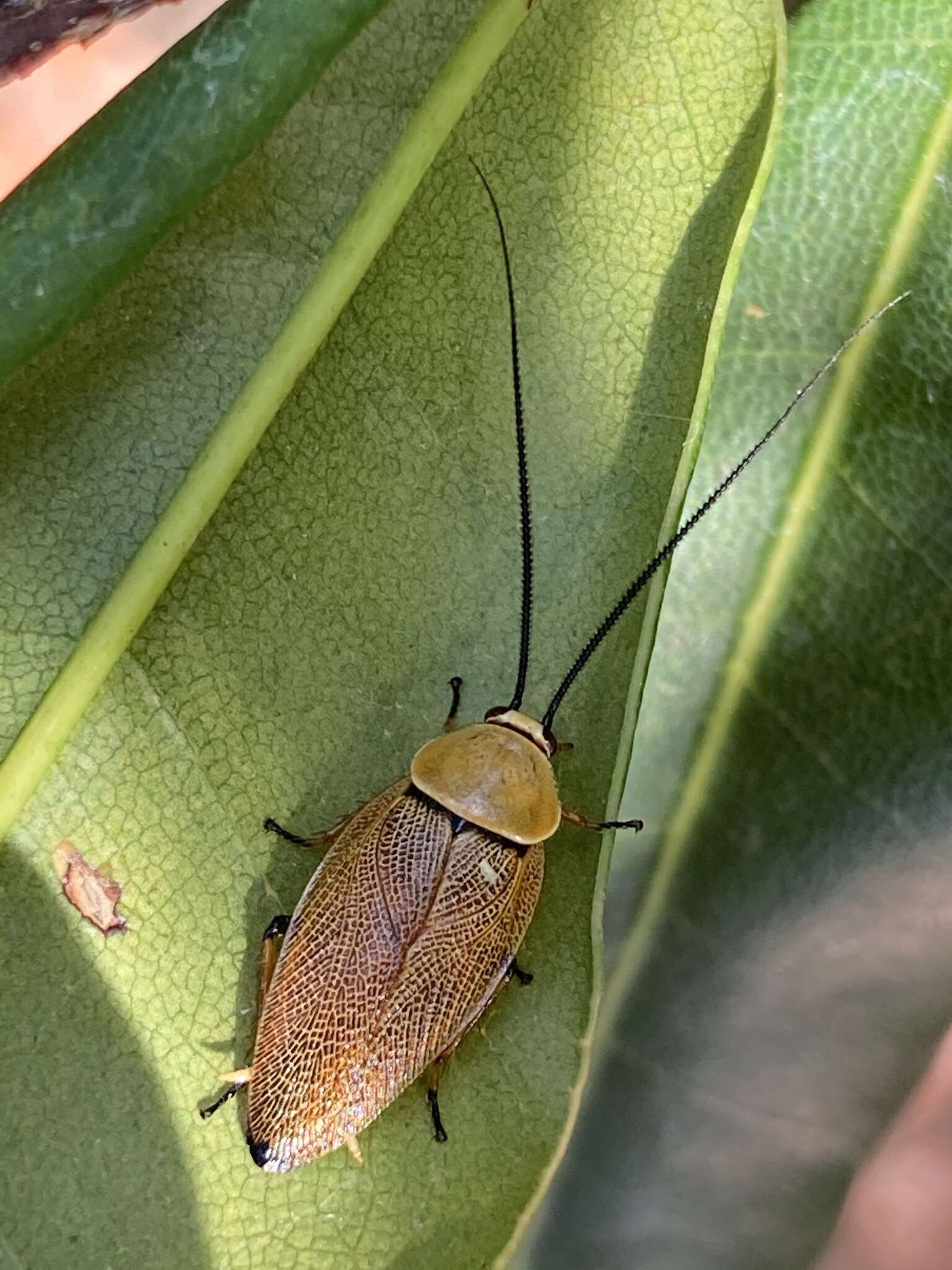 Image de Ellipsidion humerale (Tepper 1893)