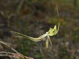 Image of Pointing spider orchid