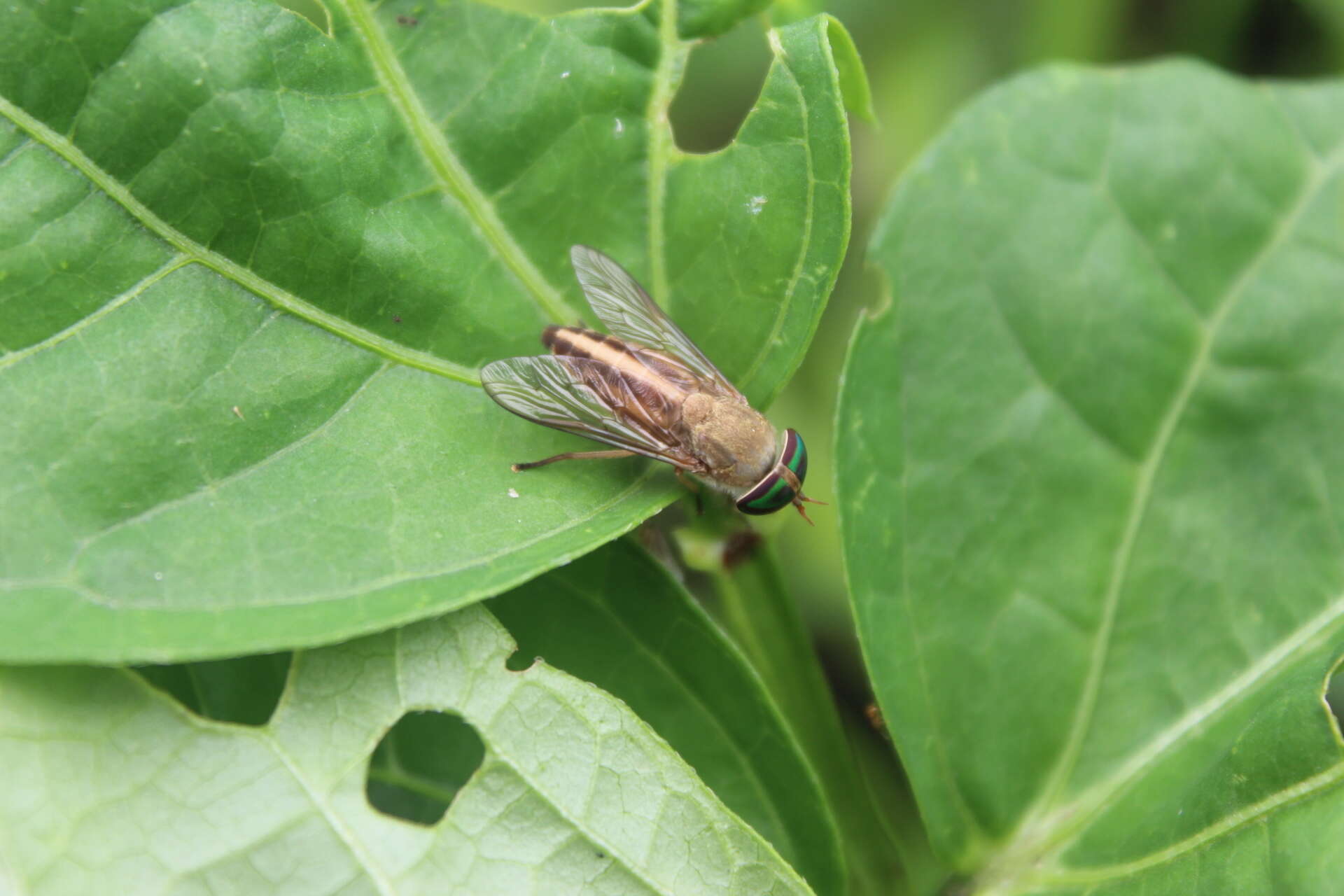 Image de Tabanus occidentalis Linnaeus 1758