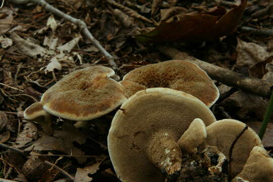 Image of Hydnellum cristatum (Bres. ex G. F. Atk.) Stalpers 1993