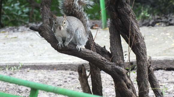 Image of Allen's Squirrel