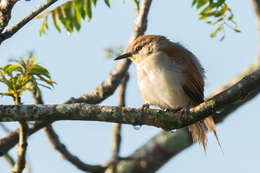 Image of Yellow-chinned Spinetail