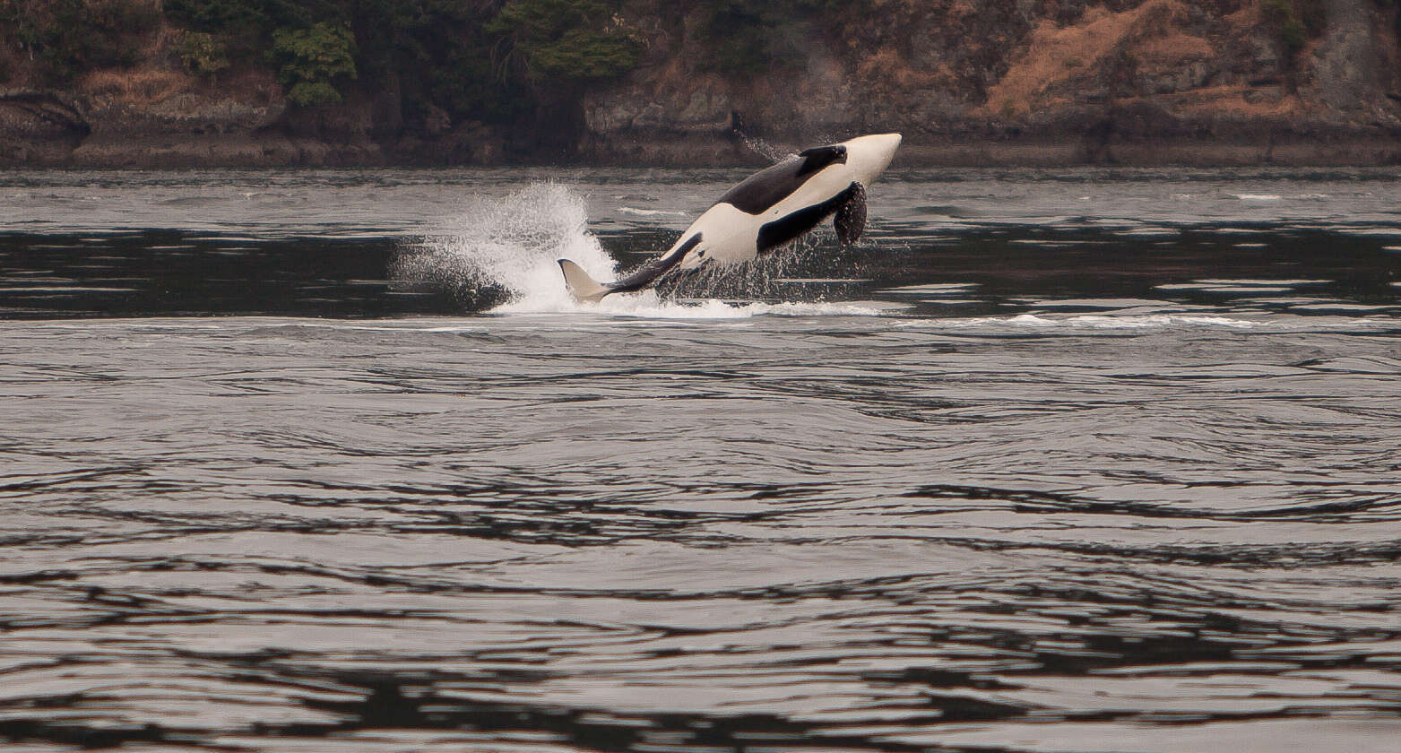 Image of killer whale