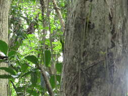 Image of Jamaican giant anole