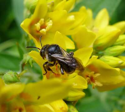 Image de Macropis europaea Warncke 1973