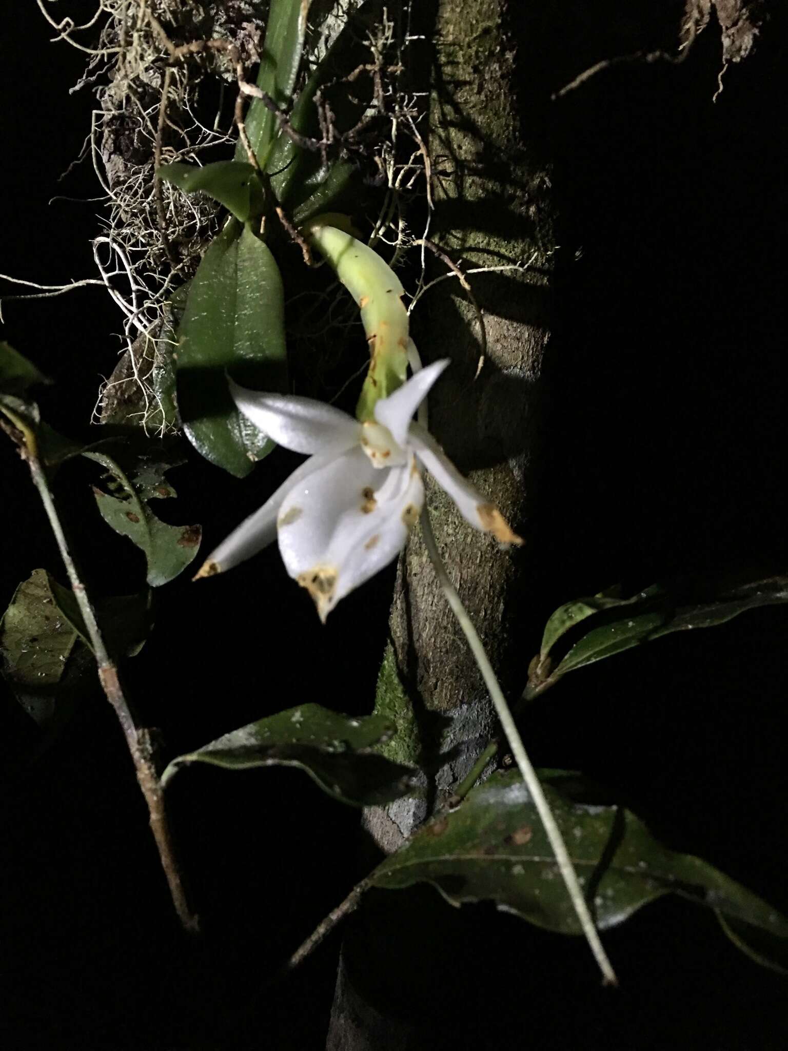 Imagem de Angraecum compactum Schltr.