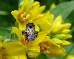 Image of Macropis europaea Warncke 1973