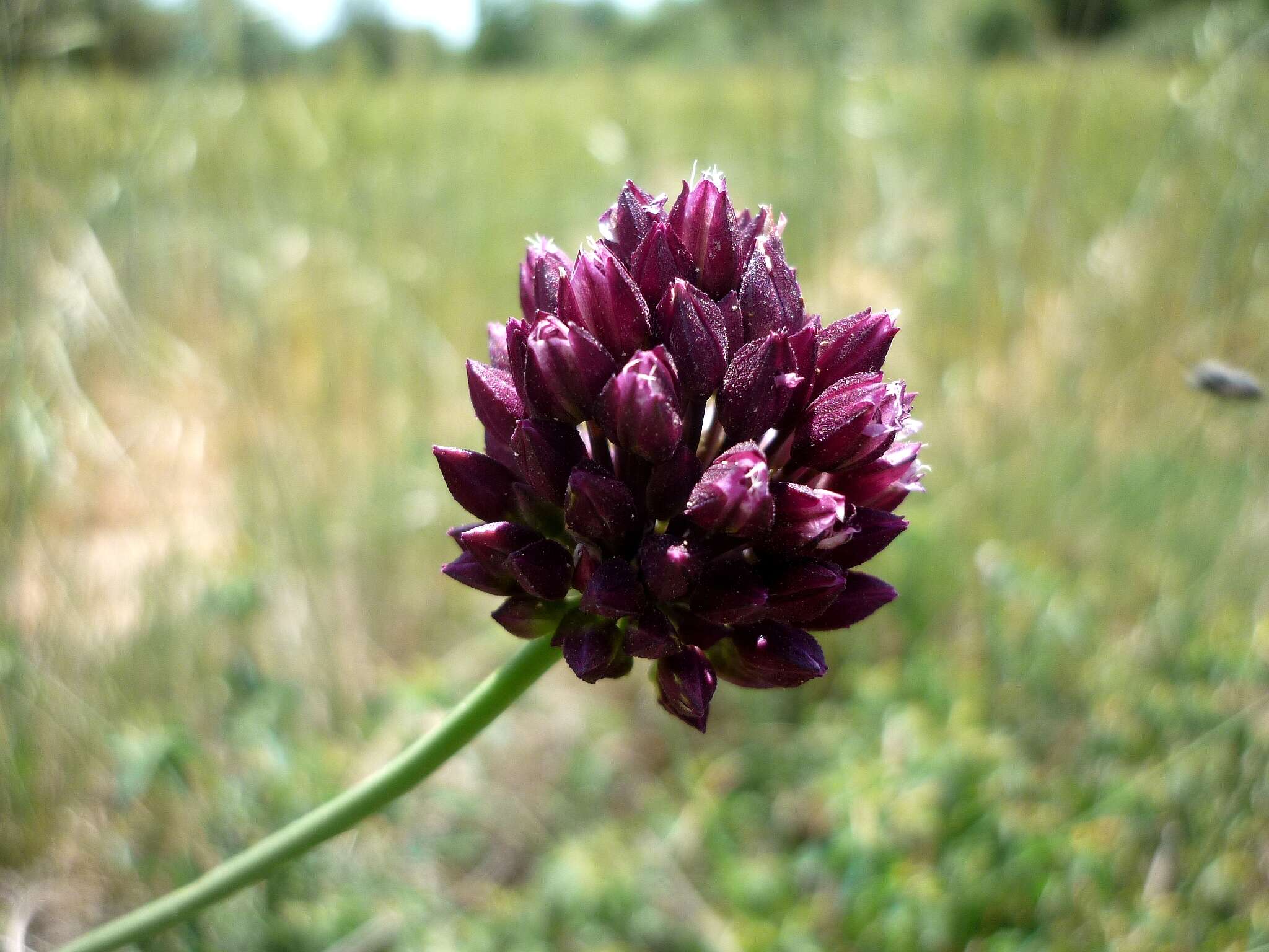 Allium scorodoprasum L.的圖片