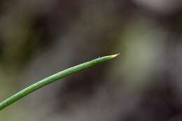 Acacia colletioides Benth. resmi