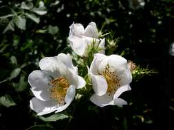 Image of dog rose