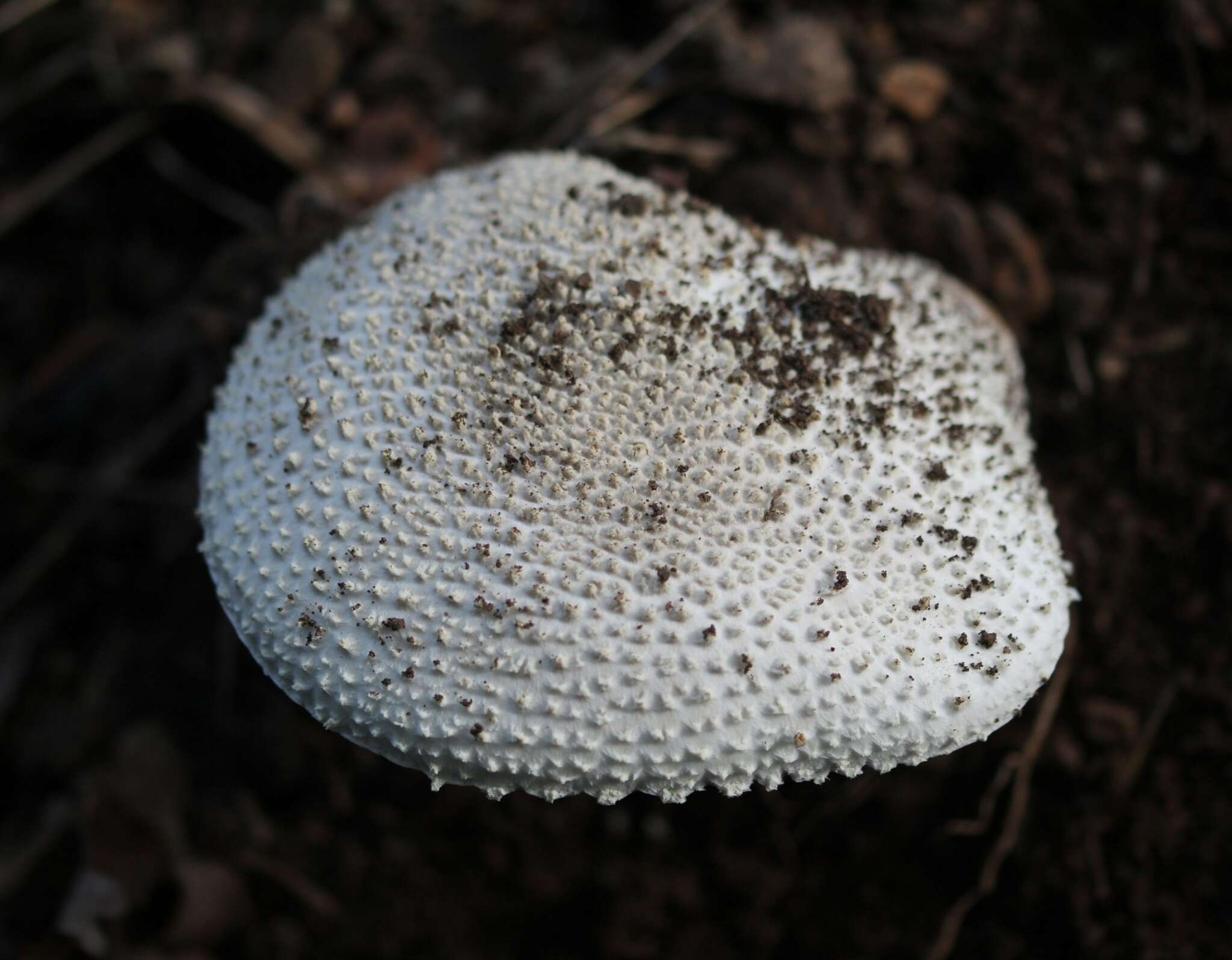 صورة Amanita echinocephala (Vittad.) Quél. 1872