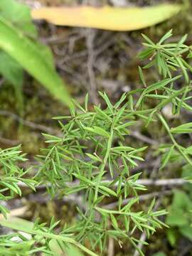 Image of Asparagus ramosissimus Baker