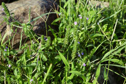 Image of Justicia procumbens var. hirsuta Yamam.