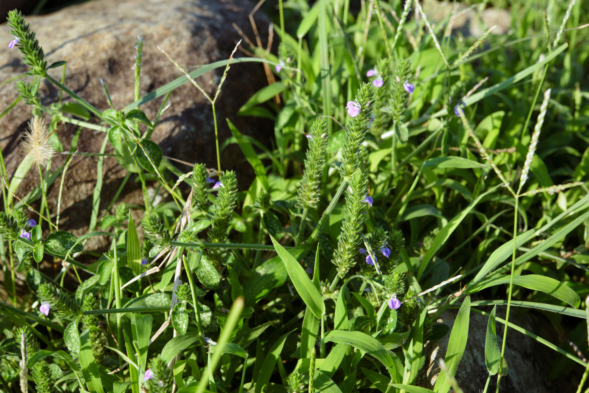 Image of Justicia procumbens var. hirsuta Yamam.