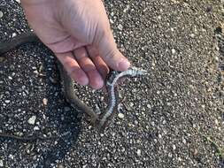 Image of Atlantic Salt Marsh Snake