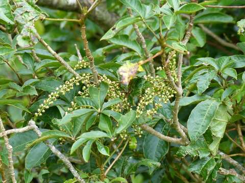 Image of Schefflera digitata J. R. Forst. & G. Forst.