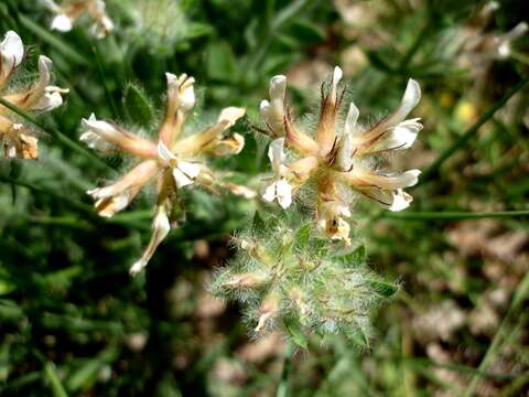 Слика од Dorycnium hirsutum (L.) Ser.