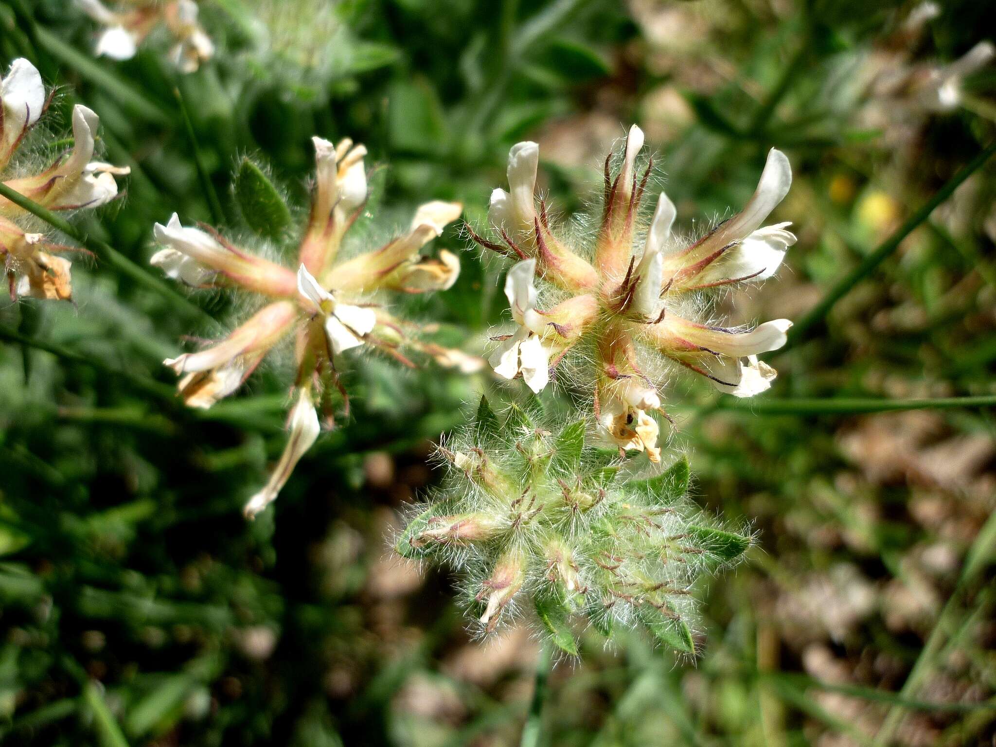 Image of hairy canary-clover