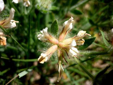 Image of hairy canary-clover