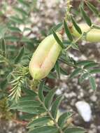 Image of Pomona milkvetch