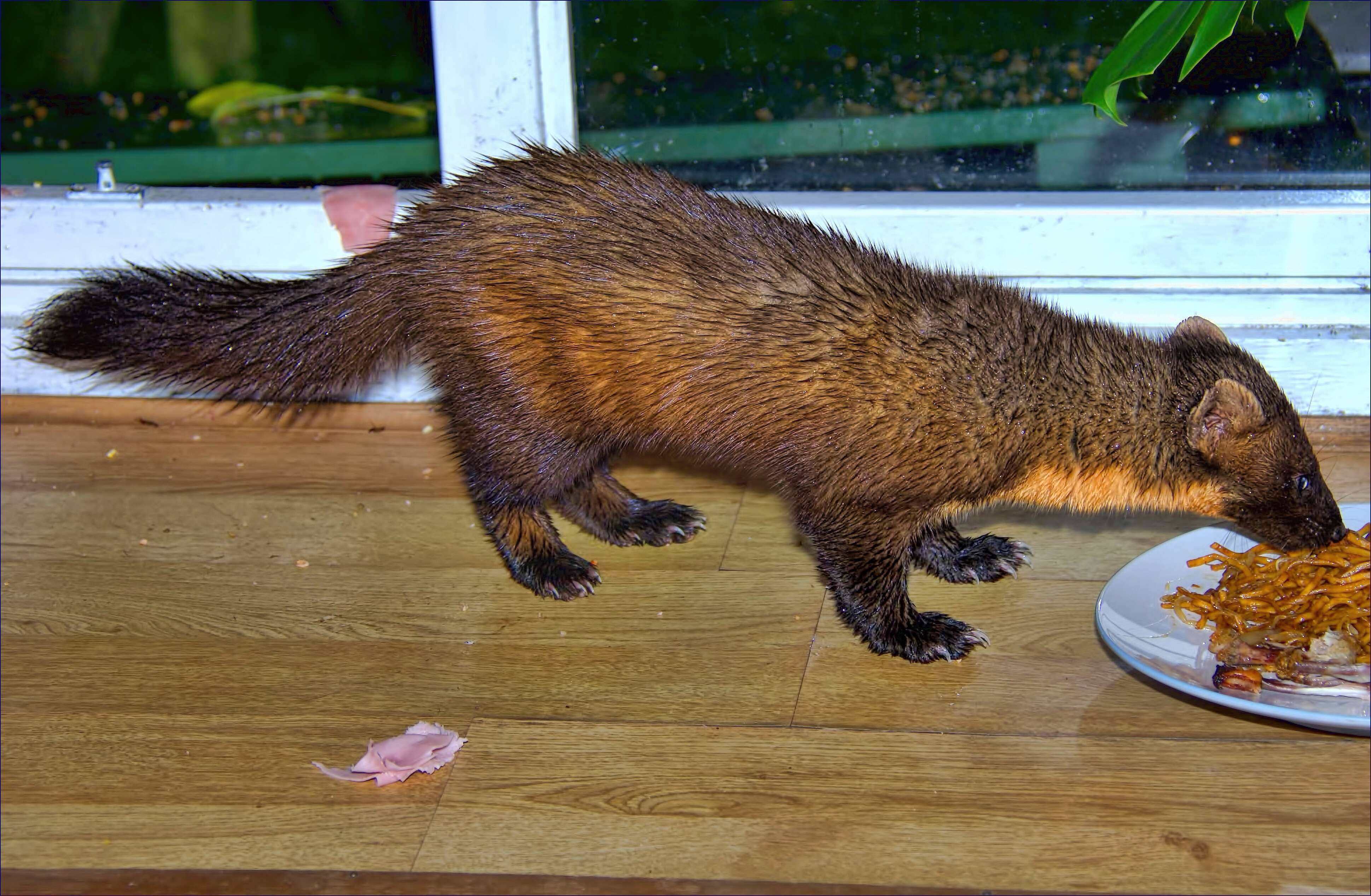 Image of European Pine Marten