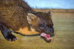 Image of European Pine Marten