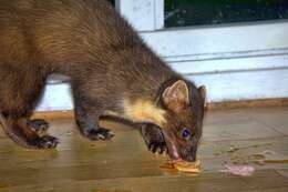 Image of European Pine Marten