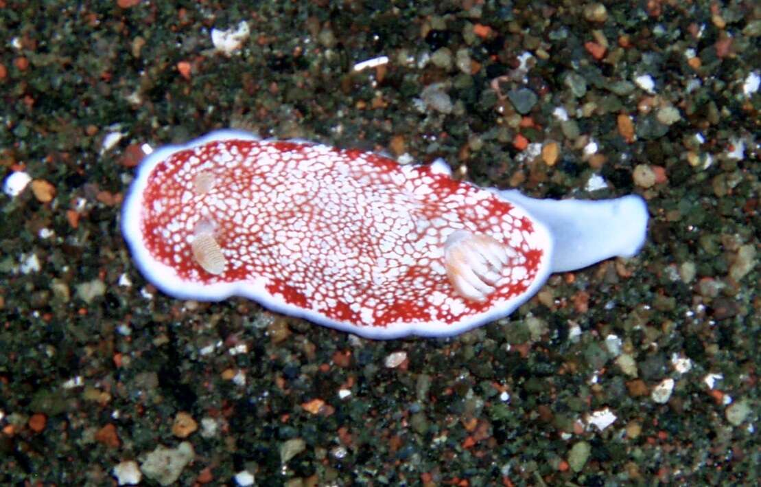 Image of Reticulated red slug