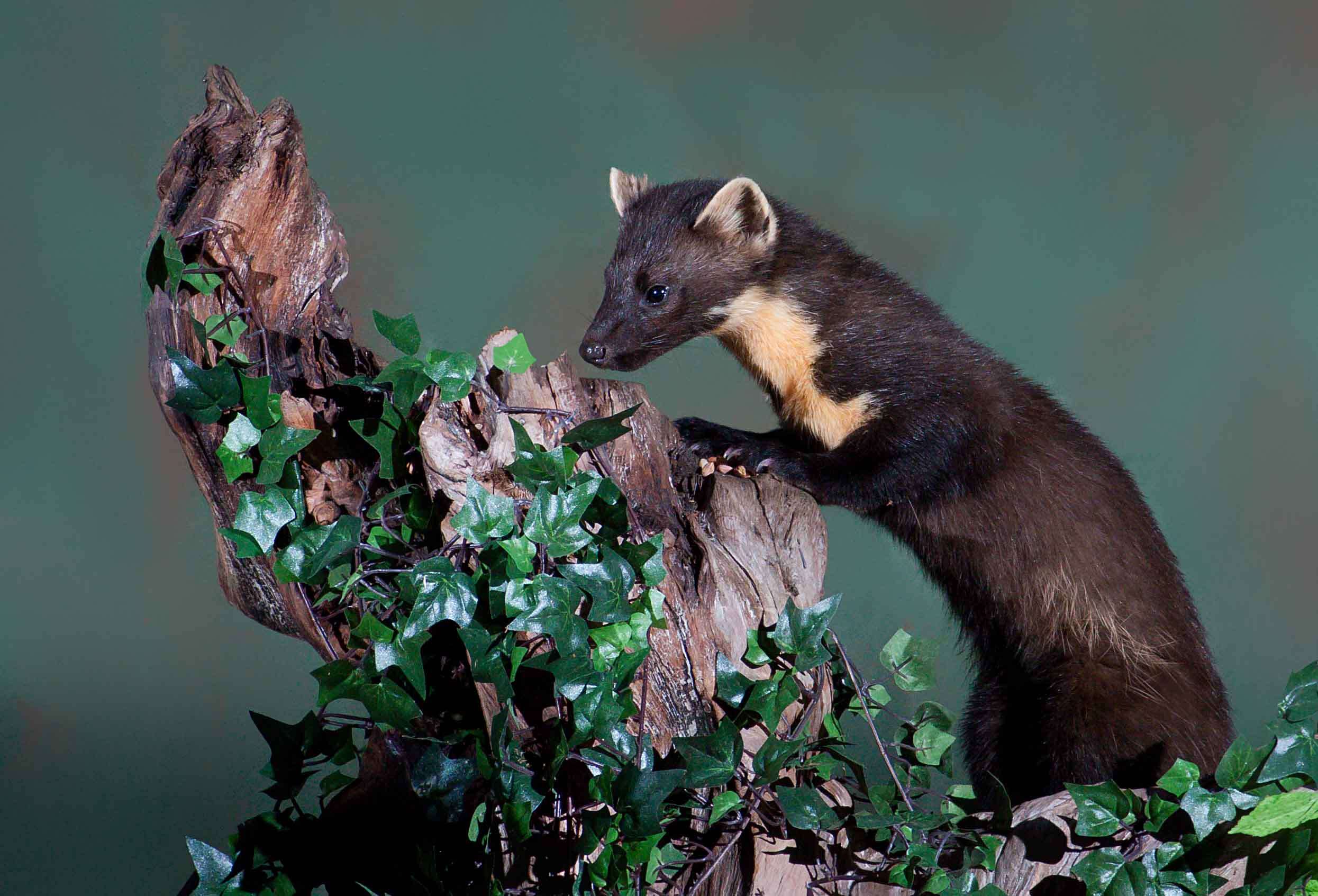 Image of European Pine Marten