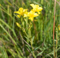 Image of golden flax