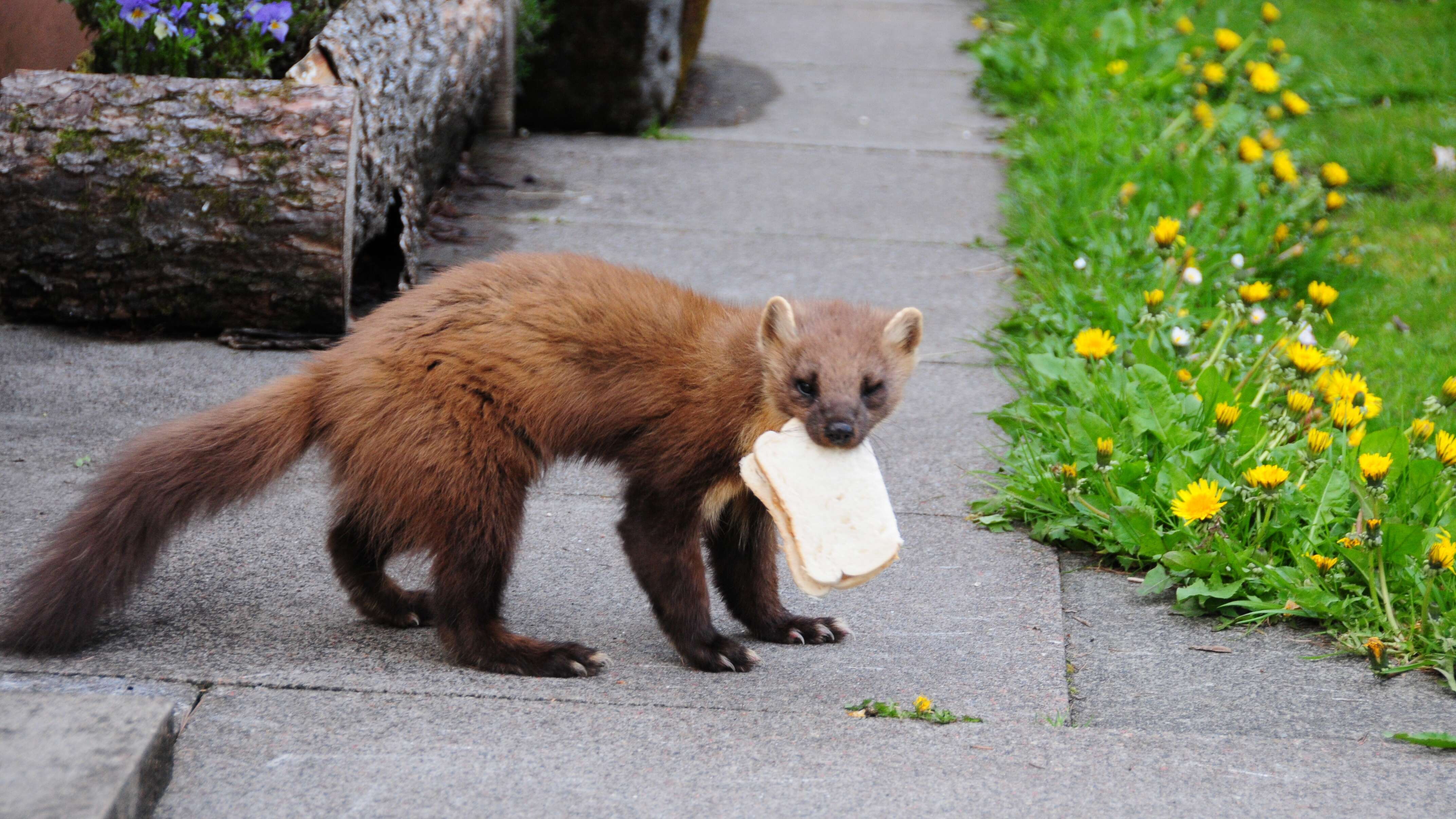 Image of European Pine Marten