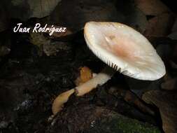 Image of Amanita guzmanii Cifuentes, Villegas & G. Santiago 1984