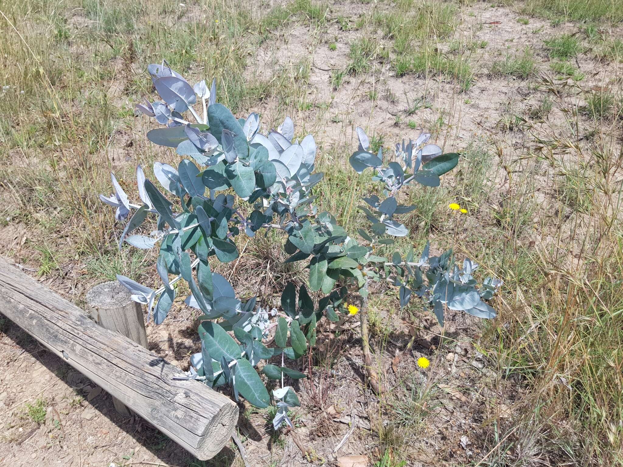 Plancia ëd Eucalyptus globulus subsp. bicostata (Maiden. Blakely & Simmonds) Kirkpatrick