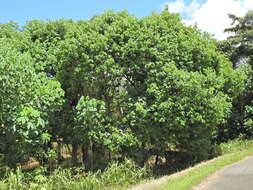 Image of ceara rubbertree